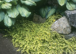 Creeping Jenny