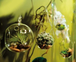 Less is more: small, hanging glass vessels that can accommodate a plant or two can be grouped to make a big impact.