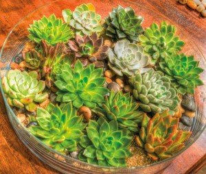 Low-profile glass dishes provide the perfect environment for succulents.
