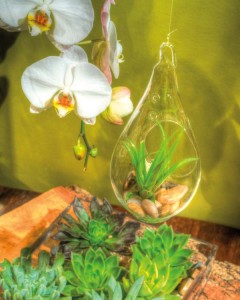 Orchids are the perfect complement for terrariums.