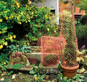 Caging can help to deter deer from devouring small specimens of conifers during cold-weather months.