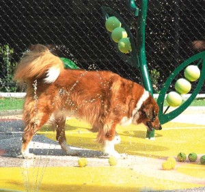 Beau’s Dream Park