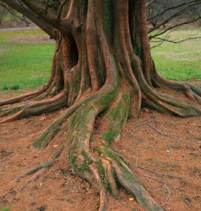Dawn redwood