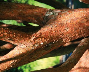 Japanese red pine 