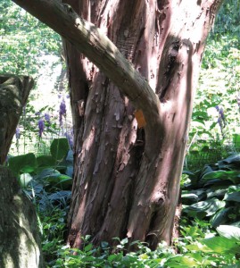  English yew