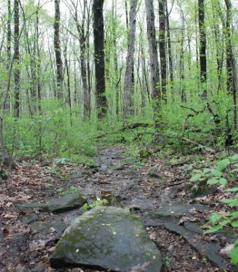 Bellaire Woods