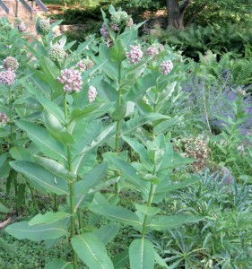 Milkweed (Asclepias syriaca)