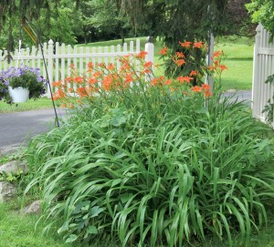 Daylily, Hemerocallis fulva