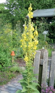 Mullein (Verbascum thapsus)