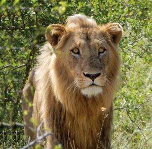 A resident of Kruger National Park.
