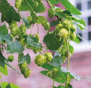 Kurt grows six varieties of hops on his property.