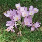 Autumn crocus, Colchicum autumnale