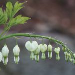 Bleeding Heart, Dicentra spp.