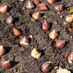 Bulbs