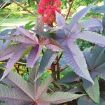 Castor Bean, Ricinus communis