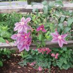 Clematis