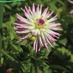 Dahlia, Dahlia spp.