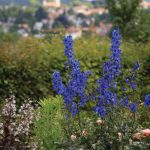 Delphinium