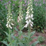 Foxglove, Digitalis purpurea