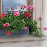 Geranium, zonal, Pelargonium spp.