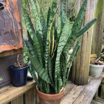 Snake Plant,  Sansevieria trifasciata