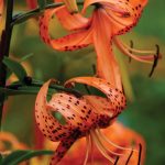 Lilies, Lilium spp.