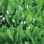 Lily-of-the-valley, Convallaria majalis