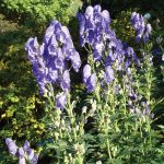 Monkshood, Aconitum