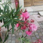 Oleander, Nerium oleander