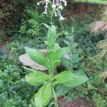 Tobacco, Nicotiana spp.