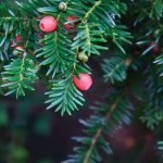 Yew, Taxus spp.
