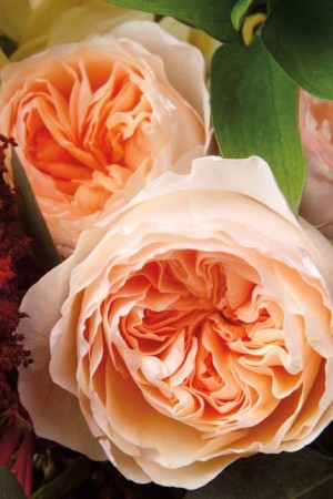 Peonies
