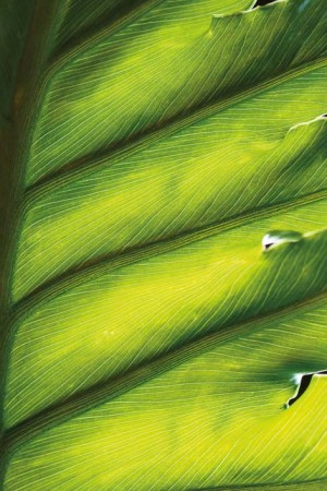 Tropicals bring a new texture to floral design.