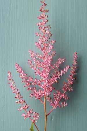 Astilbe