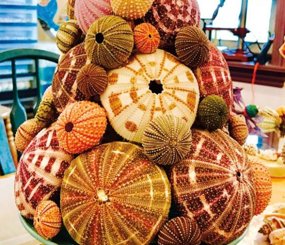 A project that Andrea is currently working on. A holiday tree she created using sea urchin shells. Photo by Sue Long.
