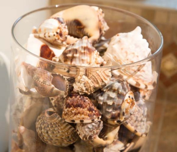 Glass cylinders are filled with shells from Haiti.