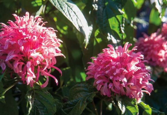 Justica, which is commonly known as water-willow and shrimp plant, is native to tropical-to-warm climates found in  the Americas, India and Africa.