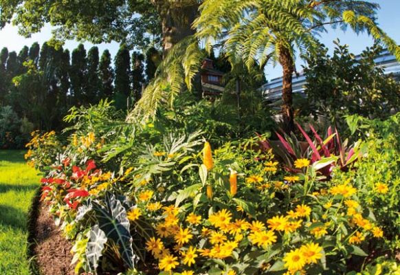 Colorful tropicals thrive in this sunny, backyard bed. Tim and James report that rototilling and amending the soil, weeding and mulching provide the plants with a healthy atmosphere in which to grow. Tim is also convinced that music makes the plants happy.