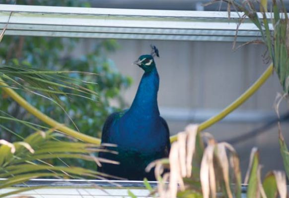 Frasier, a resident peacock, adds brilliant color to the backyard area.