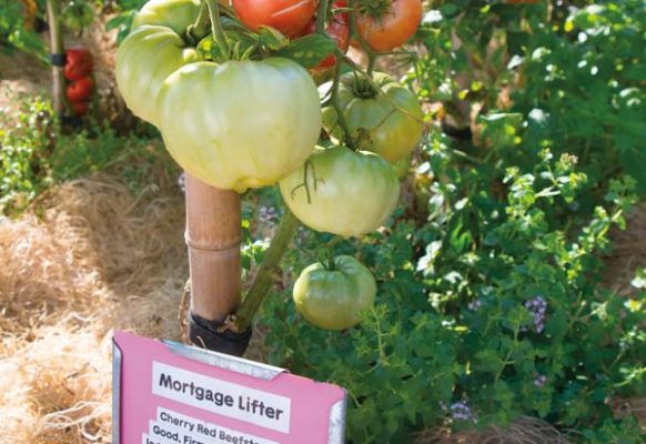 Many of the tomatoes that are grown are heirloom varieties that have interesting names. Again, labeling is key to the success of the garden.