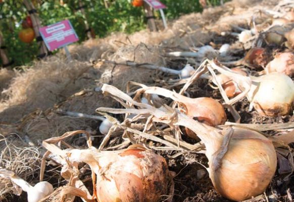 Onions wait to be gathered.