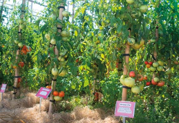 James built bamboo trellises for the purpose of growing tomatoes. Note the wood straw that is recycled from delivery boxes, which is used to cover the ground in the garden.