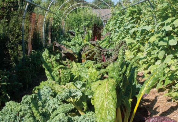 Through purchasing a neighboring property, Tim and James were able to greatly expand their vegetable garden. The hoop enclosure allows beans and vines to climb to their heart’s content. James also subscribes to the succession-gardening concept that ensures beds are always in the process of growing something. Everything is also labeled, which aids in record-keeping from one year to the next.