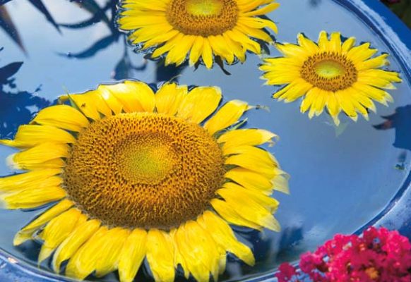 Sunflowers floating in a birdbath provided a simple, colorful and creative way to welcome guests to the party.