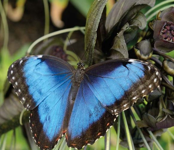 Common Morpho