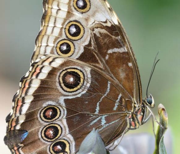 Common Morpho