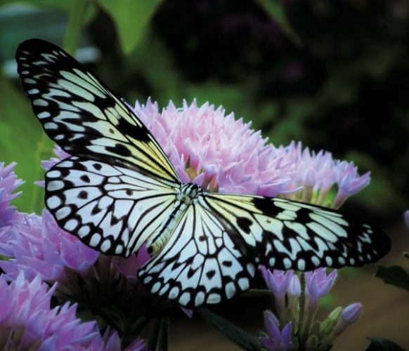 Paper Kite