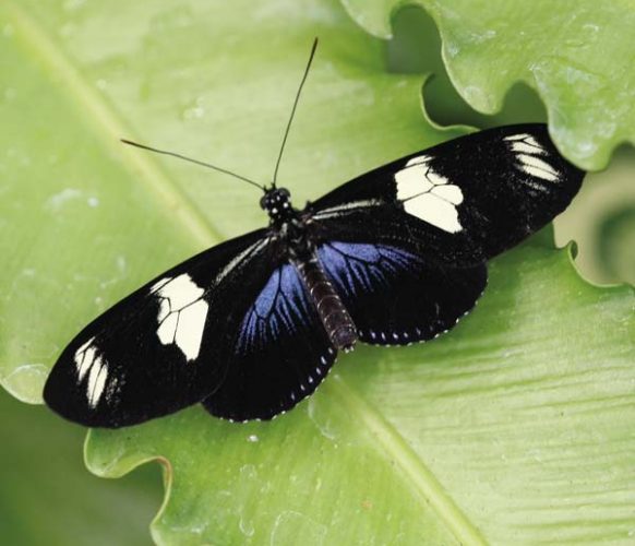 Sara Longwing