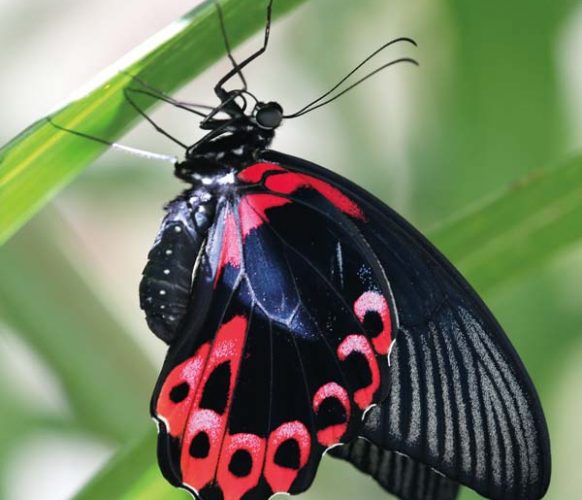 Scarlet Mormon