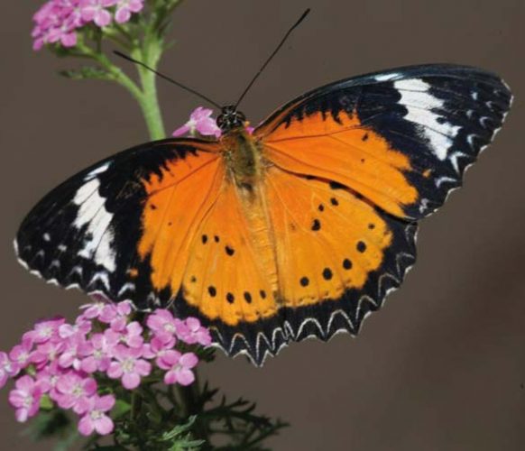 Leopard Lacewing